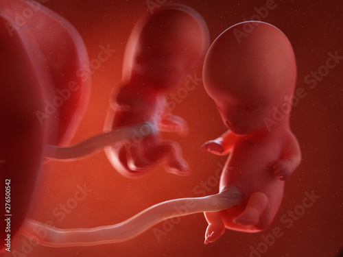 3d rendered medically accurate illustration of twin fetuses - week 10 photo