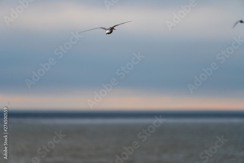 Möwe im Flug