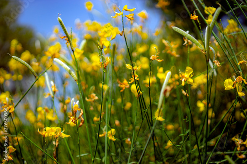 yellow flowers on green background of blue sky