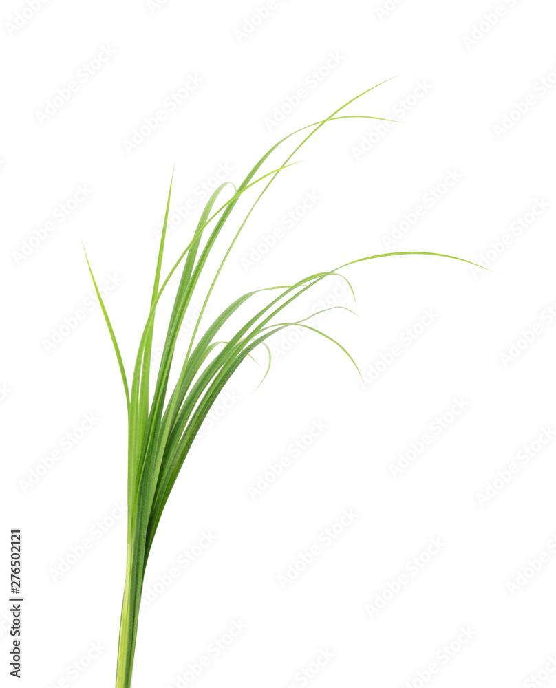 Fresh green grass. Fresh green grass.