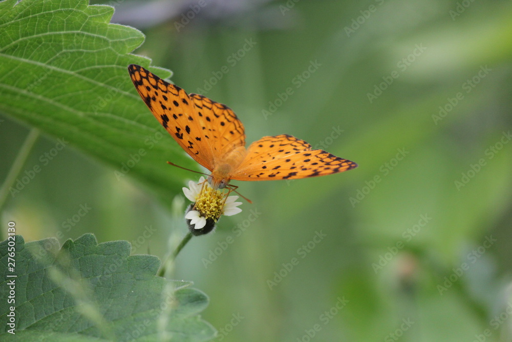 Fototapeta premium Butterfly on a flower with green background