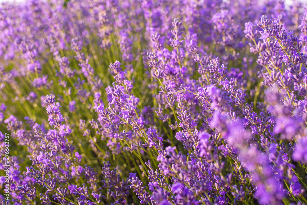 Lavender bushes closeup on sunset. Sunset gleam over purple flowers of lavender. Provence region of Moldavia,2019 Lavender bushes closeup on sunset. Sunset gleam over purple flowers of lavender. Provence region of Moldavia,2019