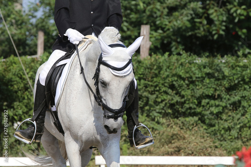 Portrait of a sport horse during dressage competition under saddle