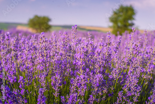 Lavender bushes closeup on sunset. Sunset gleam over purple flowers of lavender. Provence region of Moldavia 2019