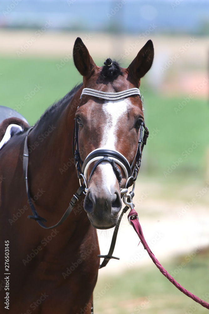 Fototapeta premium Unknown contestant rides at dressage horse event on riding ground indoors