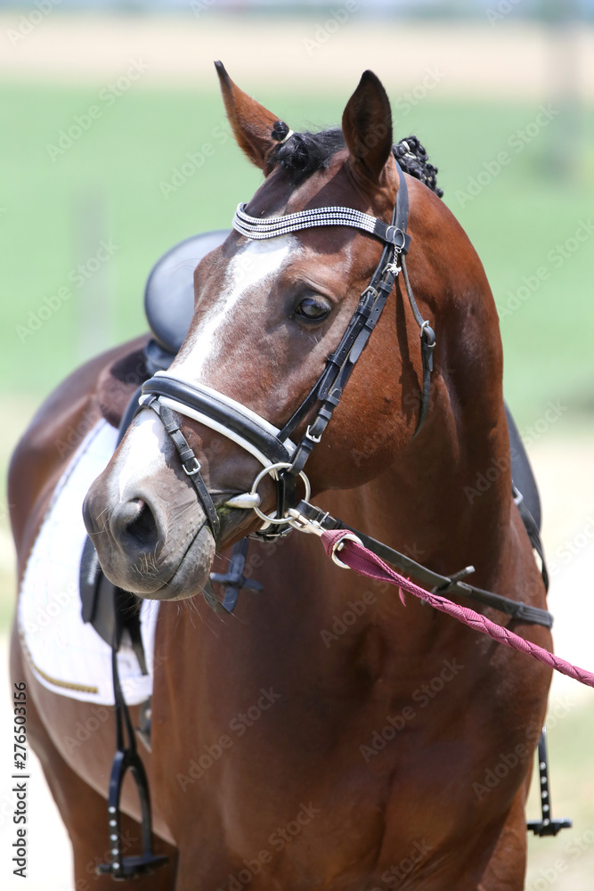 Obraz premium Front side photo of a beautiful dressage horse under saddle before the race