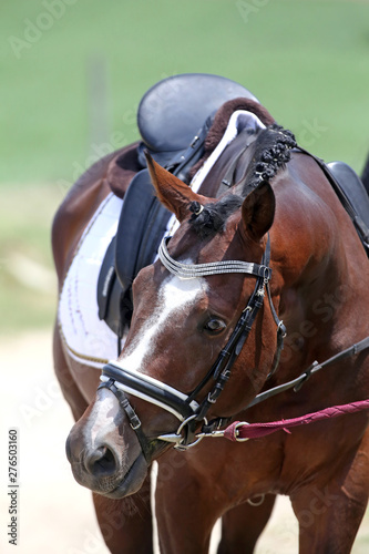 Front side photo of a beautiful dressage horse under saddle before the race