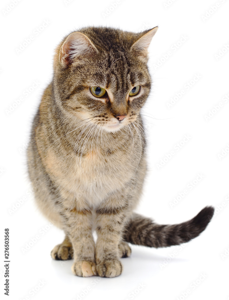 Fototapeta premium Brown house cat.