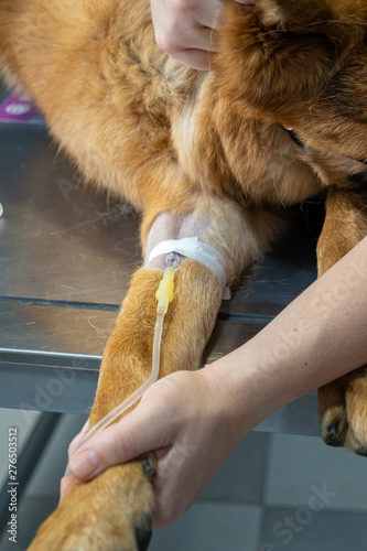 Intravenous catheter in the cephalic vein of a dog by a veterinarian © GaiBru Photo