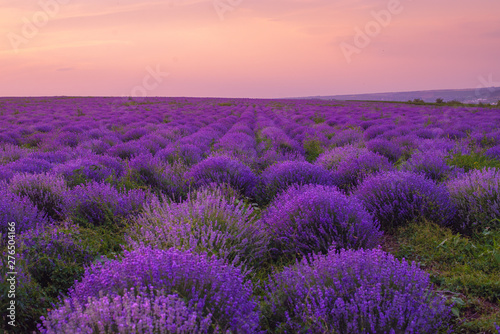 Beautiful Lavender field  sunset and lines. Moldova  2019