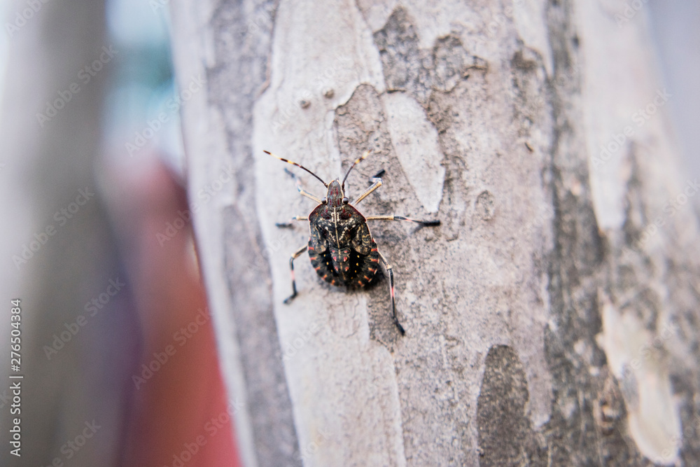 Fototapeta premium Stink bug on tree