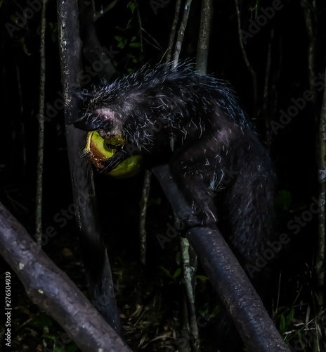 Night portrait of Daubentonia madagascariensis aka Aye-Aye lemur, Atsinanana region, Madagascar photo
