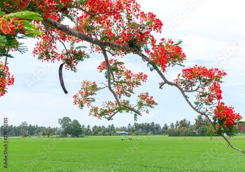 Red royal poinciana blooming background with young rice fields and farmers are hard-working real peace for Vietnam countryside scenery photo