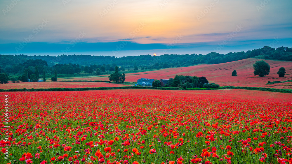 Beautiful Poppy Field at Brewdley, West Midlands at Dawn
