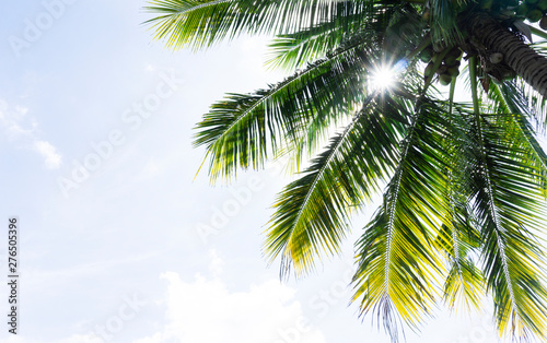 Coconut tree on blue sky Clouds on background, with copy space for your text.