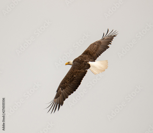 Bald eagle making the turn