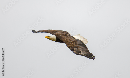 Bald eagle just out for a cruise