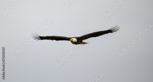 Soaring Eagle