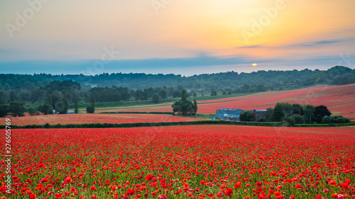 Beautiful Poppy Field at Brewdley, West Midlands at Dawn