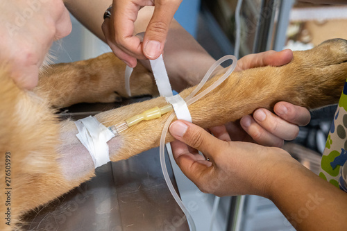 Intravenous catheter in the cephalic vein of a dog by a veterinarian