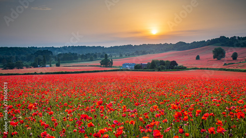 Beautiful Poppy Field at Brewdley, West Midlands at Dawn photo