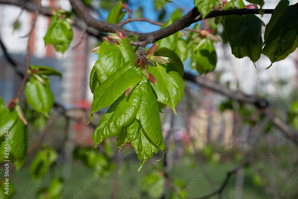 Young leaves of Linden buds in spring on the background of the city.