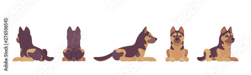 Shepherd dog lying. Working breed  family pet  companion for disability assistance  search  rescue  police and military help. Vector flat style cartoon illustration  white background  different views