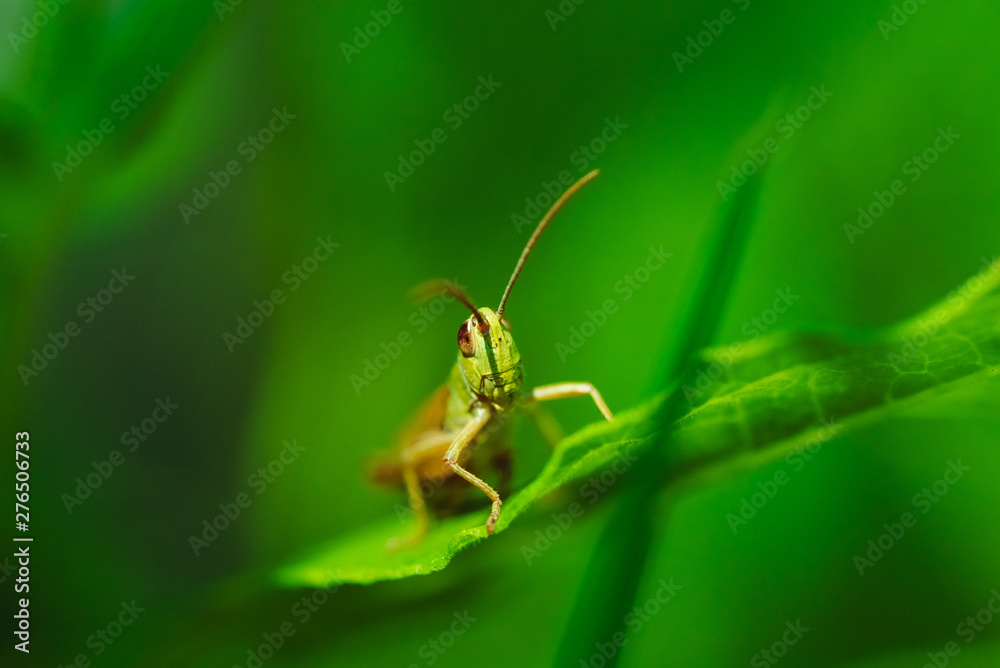 Macro photo of green grasshopper on grass in summer