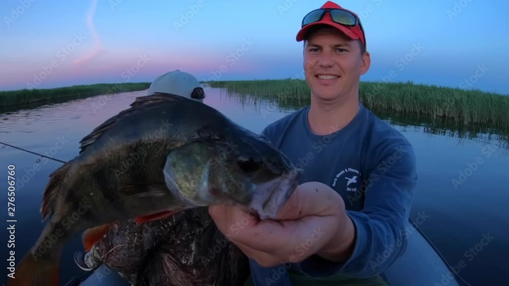 Young fisherman catches the perch fish (Perca fluviatilis) on the calm lake and shows it to the camera Young fisherman catches the perch fish (Perca fluviatilis) on the calm lake and shows it to the camera