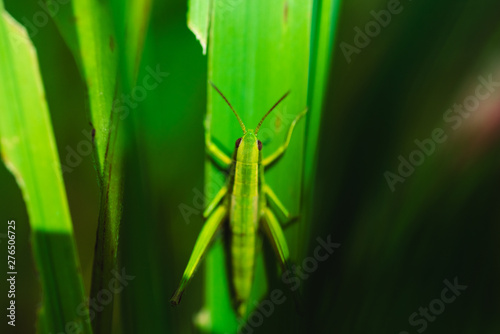 Macro photo of green grasshopper on grass in summer