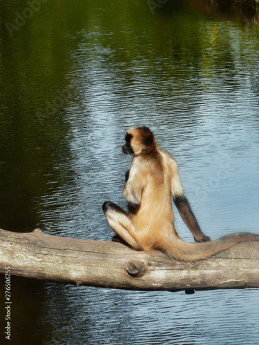 Canvas Print One monkey with beige and brown colors sitting on a branch against the lake luminosity reflection of the calm water