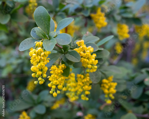 Yellow flowers of the medicinal plant barberry. Horizontal photo format. photo