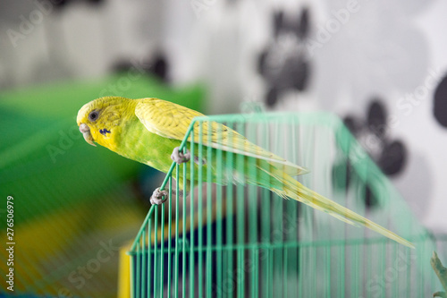 parrot on a cage