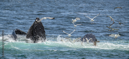 Bubble Feeding with friends