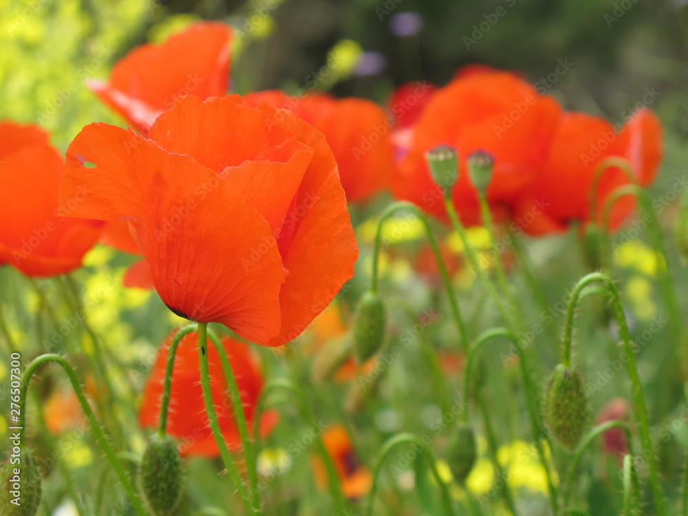 Fototapeta premium rote mohnblume
