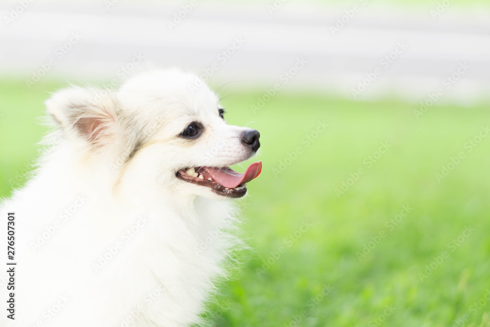 Closeup face of puppy pomeranian looking at something with green nature background, dog healthy concept, selective focus Closeup face of puppy pomeranian looking at something with green nature background, dog healthy concept, selective focus