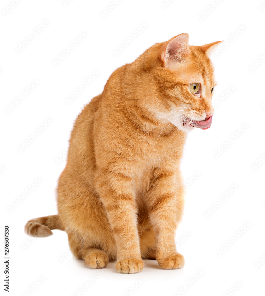 Ginger cat on white background