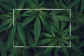 Abstract empty white frame in the leaves of marijuana with copy space