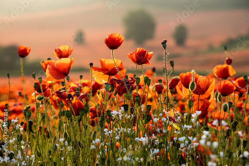 Close Up View of Poppy Flowers at Dawn