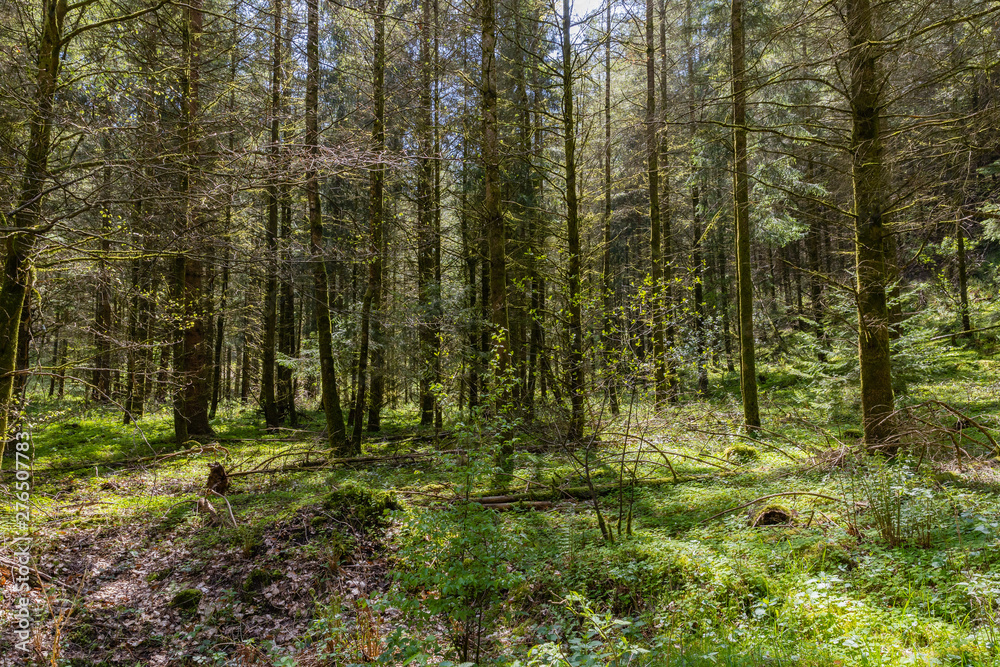 Forest at springtime in Germany Forest at springtime in Germany