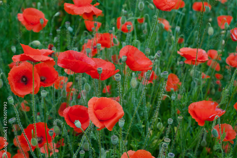 Red Poppy Flowers Red Poppy Flowers