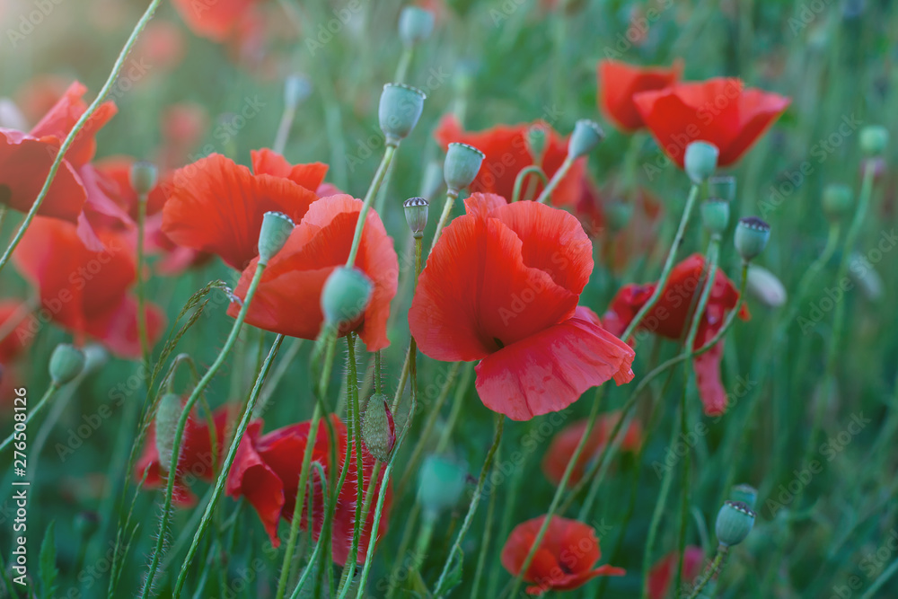 Obraz premium Czerwone kwiaty maku