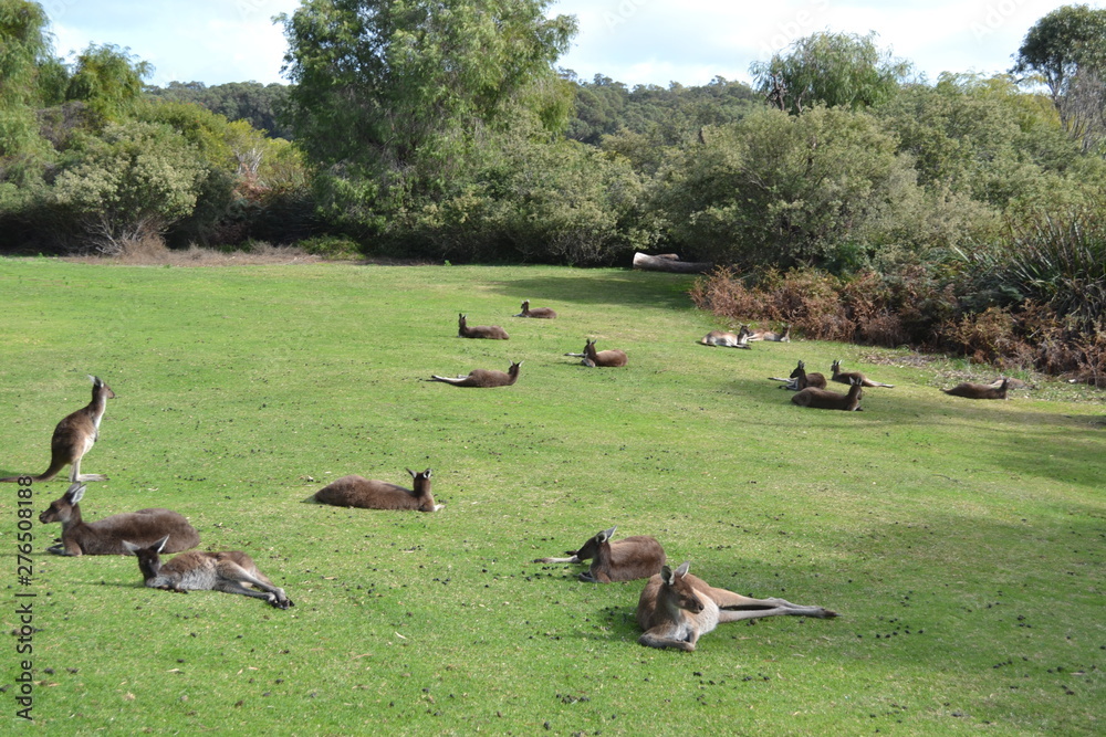 Kangaroos Lounging in the winter sun Kangaroos Lounging in the winter sun