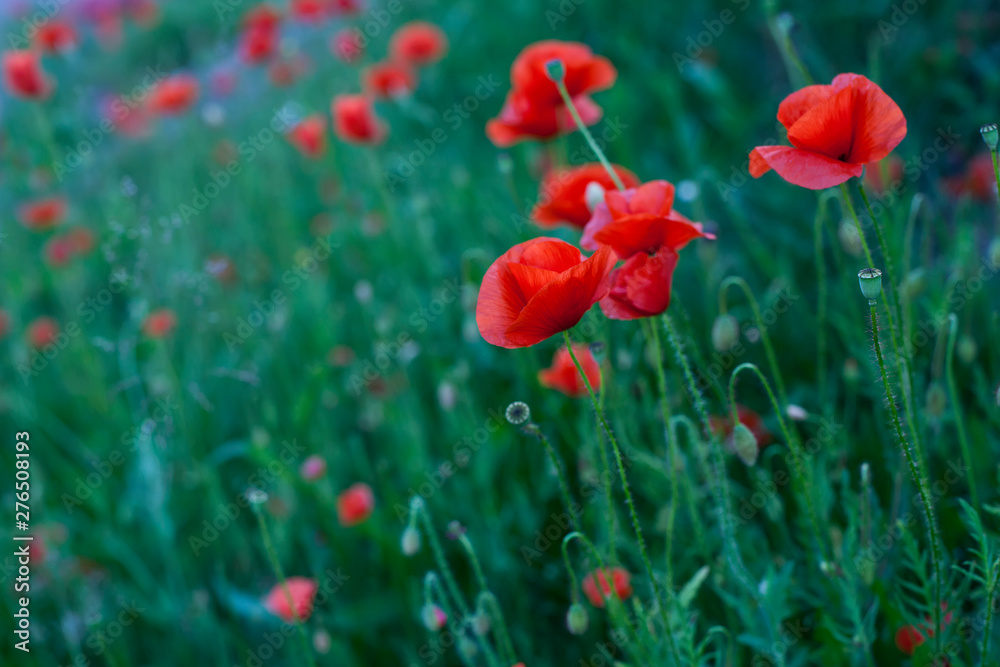 Fototapeta premium Red Poppy Flowers
