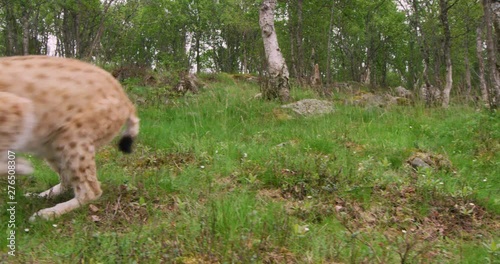 European lynx hunting in the forest a summer evening