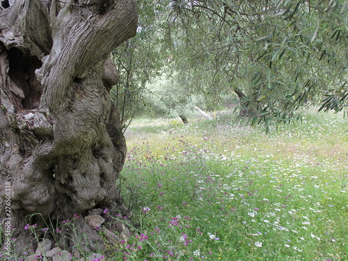 olivenhain in griechenland