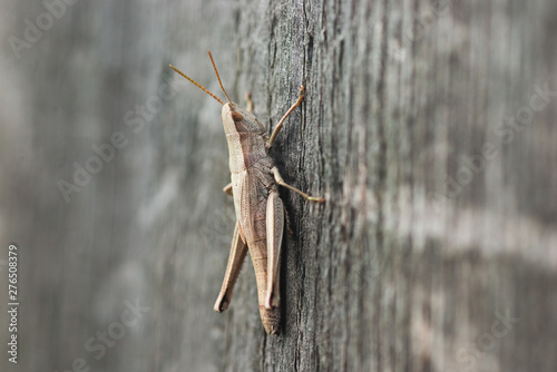 White grasshopper on old grey wooden Board