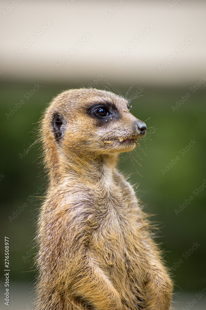 Fototapeta premium suricate