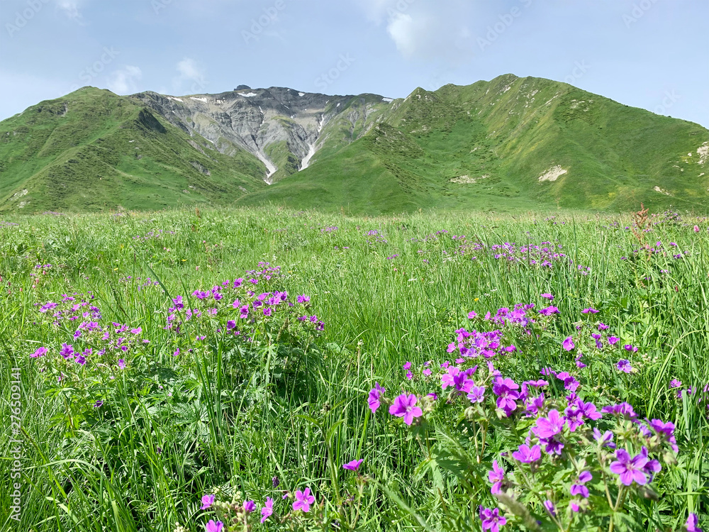 Russia, North Ossetia. Flowering of geranium (Geranium gymnocaulon) in Zrug gorge in June
