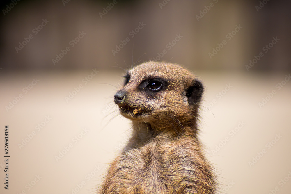Fototapeta premium suricate